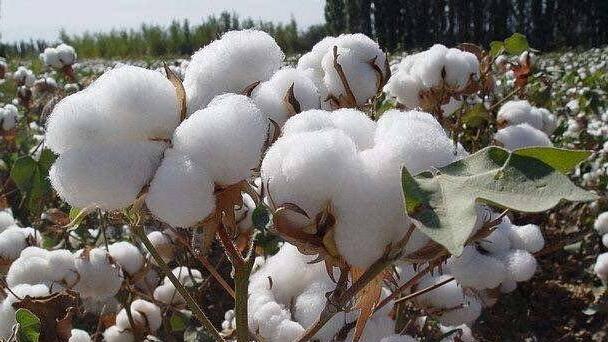 全网抵制！HM、耐克凉了？记住今天的热搜：新疆棉花不吃这一套！